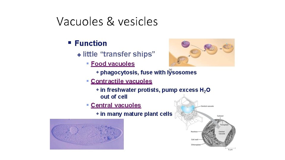 Vacuoles & vesicles Function little “transfer ships” Food vacuoles phagocytosis, fuse with lysosomes Contractile