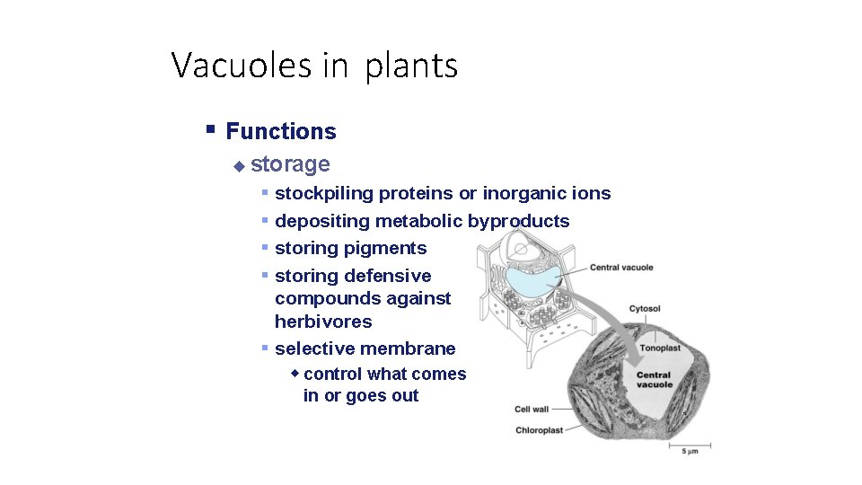 Vacuoles in plants Functions storage stockpiling proteins or inorganic ions depositing metabolic byproducts 2005