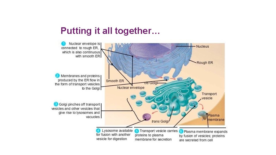 Putting it all together… AP Biology 2005 -2006 