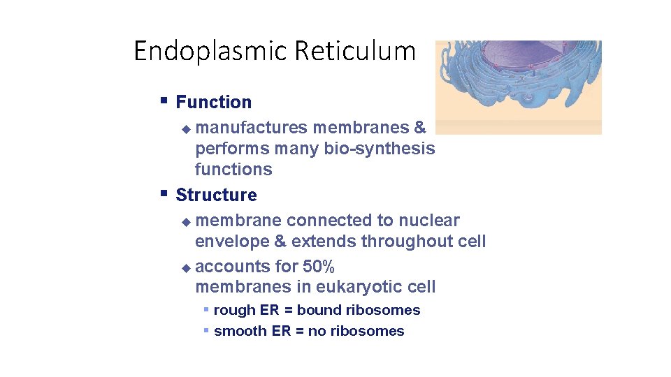 Endoplasmic Reticulum Function manufactures membranes & performs many bio-synthesis functions Structure membrane connected to