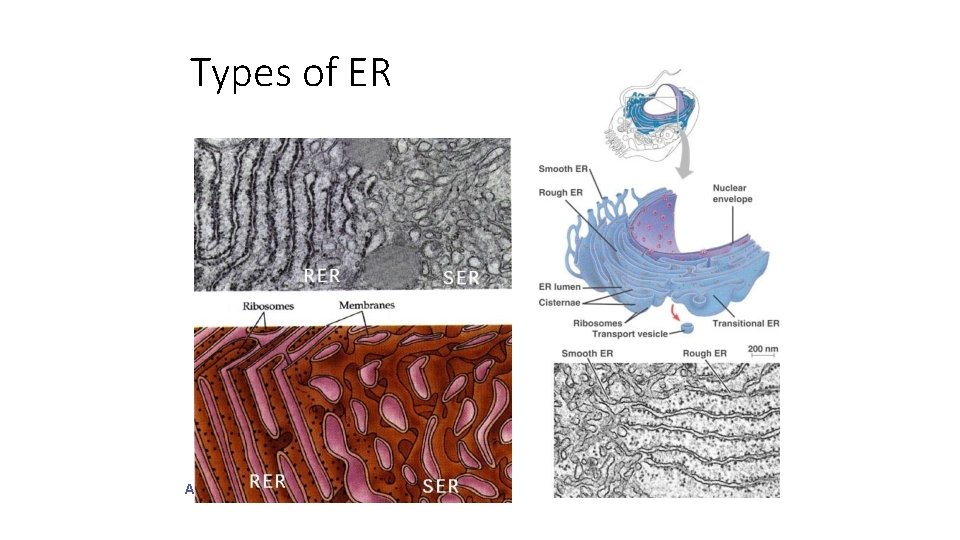 Types of ER P Biology A 2005 -2006 