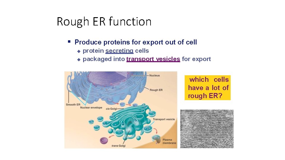 Rough ER function Produce proteins for export out of cell protein secreting cells packaged