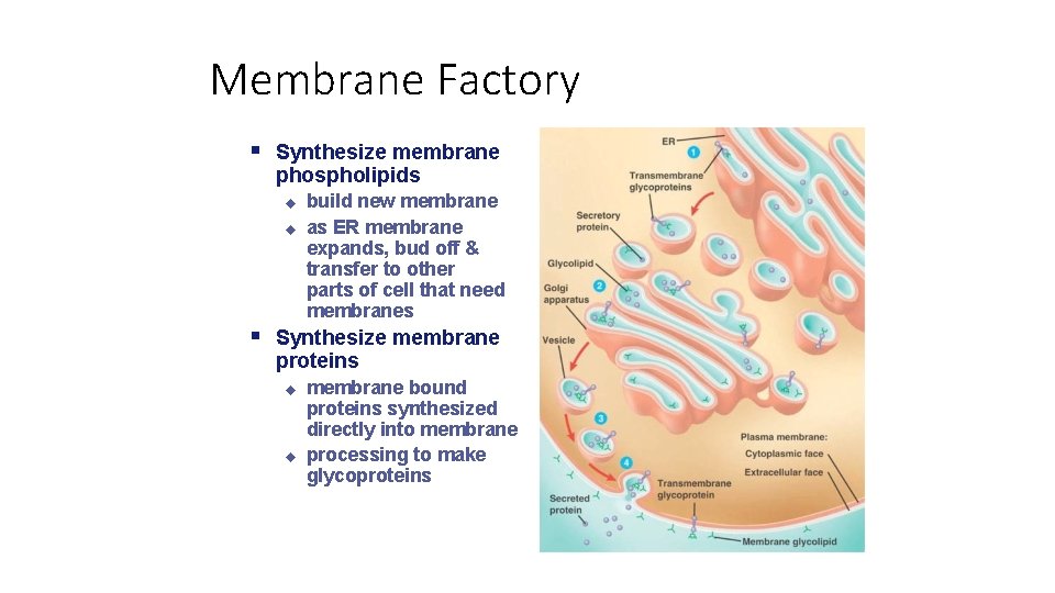 Membrane Factory Synthesize membrane phospholipids build new membrane as ER membrane expands, bud off