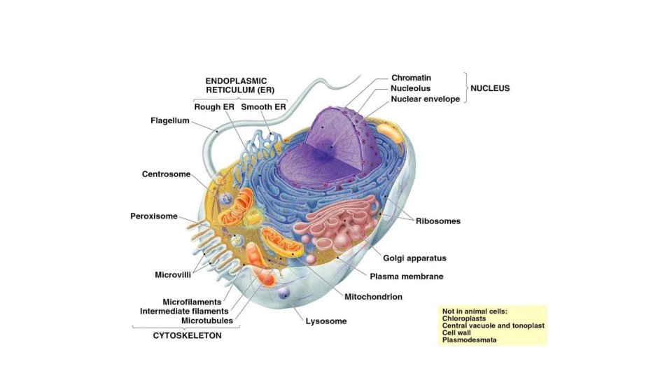AP Biology 2005 -2006 