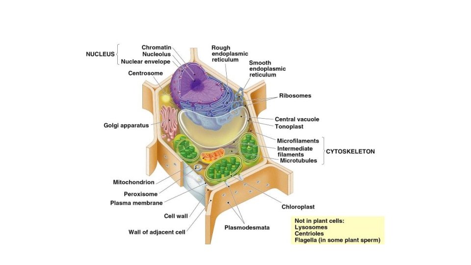 AP Biology 2005 -2006 