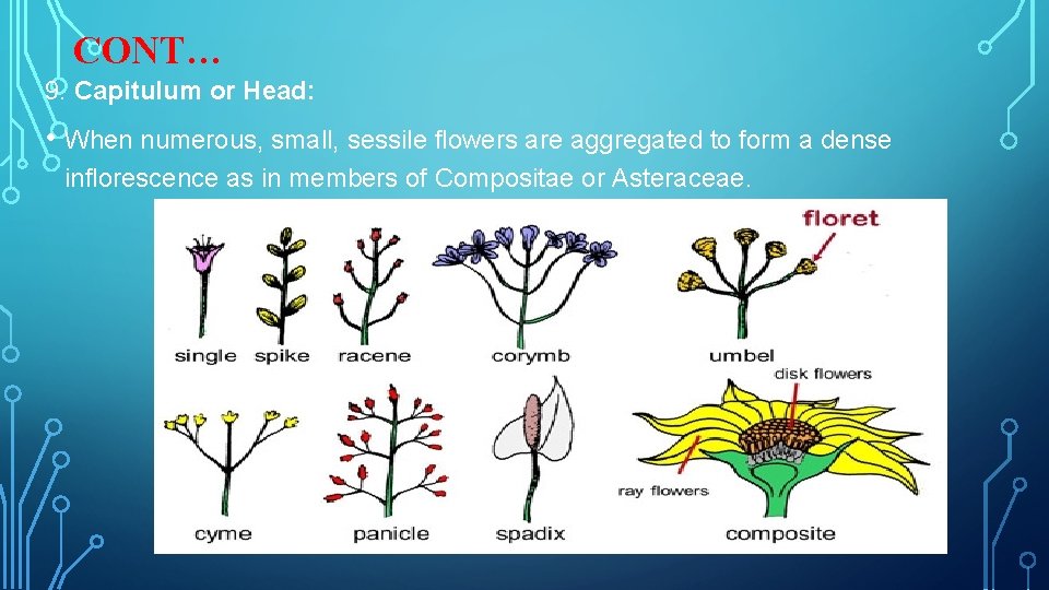 CONT… 9. Capitulum or Head: • When numerous, small, sessile flowers are aggregated to