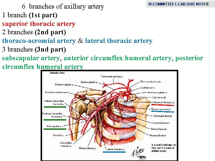 IV. COMMITTEE I. LAB QUIZ NOTE S 6 branches of axillary artery 1 branch
