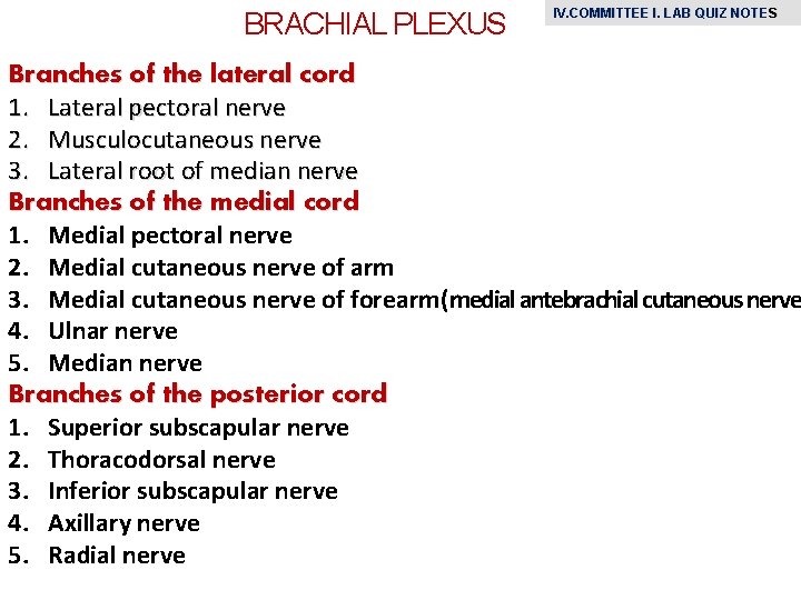 BRACHIAL PLEXUS IV. COMMITTEE I. LAB QUIZ NOTE S Branches of the lateral cord