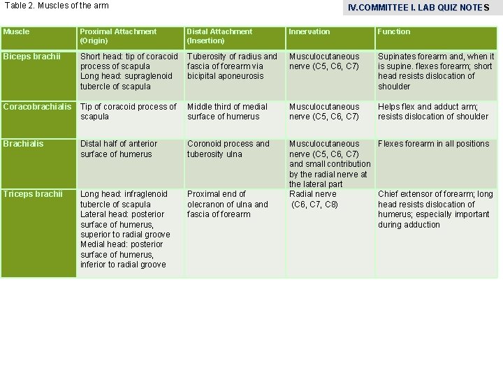 Table 2. Muscles of the arm Muscle Proximal Attachment (Origin) Biceps brachii IV. COMMITTEE