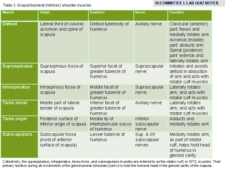 IV. COMMITTEE I. LAB QUIZ NOTE S Table 3. Scapulohumeral (Intrinsic) shoulder muscles Muscle