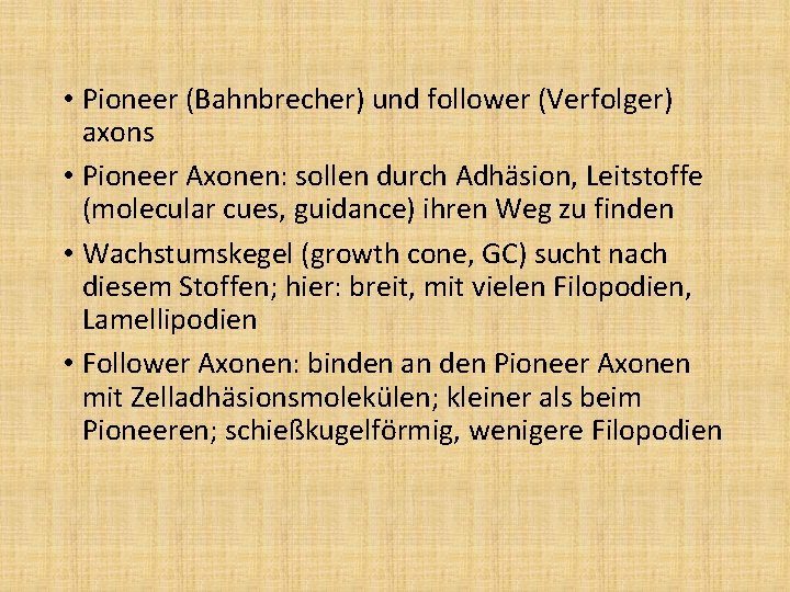  • Pioneer (Bahnbrecher) und follower (Verfolger) axons • Pioneer Axonen: sollen durch Adhäsion,