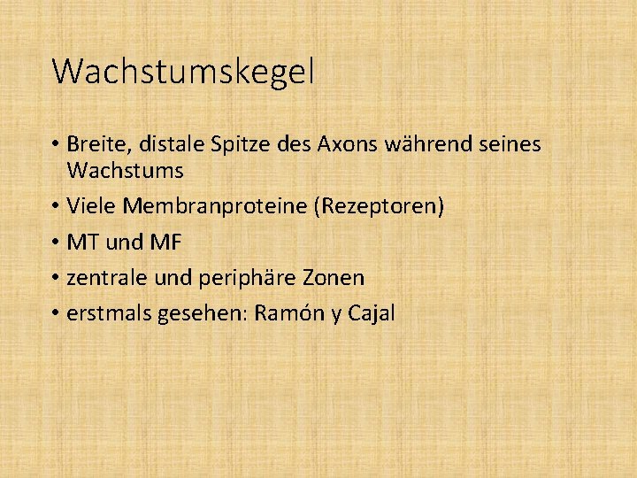 Wachstumskegel • Breite, distale Spitze des Axons während seines Wachstums • Viele Membranproteine (Rezeptoren)