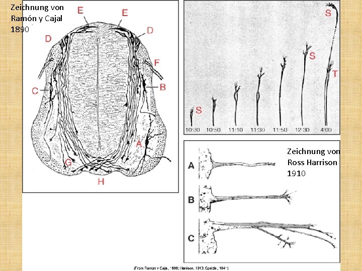 Zeichnung von Ramón y Cajal 1890 Zeichnung von Ross Harrison 1910 