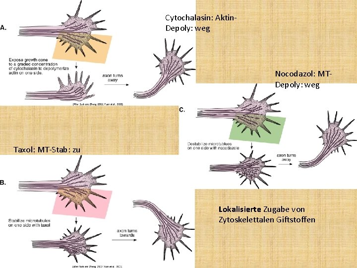 Cytochalasin: Aktin. Depoly: weg Nocodazol: MTDepoly: weg Taxol: MT-Stab: zu Lokalisierte Zugabe von Zytoskelettalen