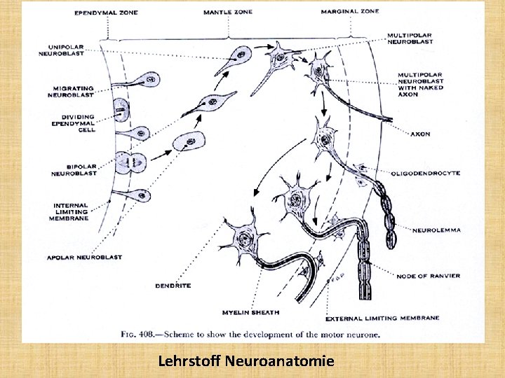 Lehrstoff Neuroanatomie 