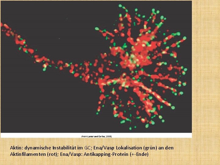 Aktin: dynamische Instabilität im GC; Ena/Vasp Lokalisation (grün) an den Aktinfilamenten (rot); Ena/Vasp: Antikapping-Protein