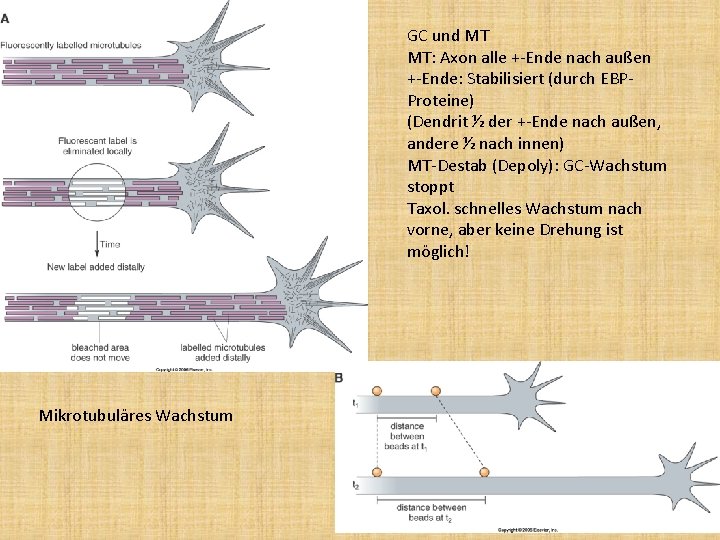 GC und MT MT: Axon alle +-Ende nach außen +-Ende: Stabilisiert (durch EBPProteine) (Dendrit