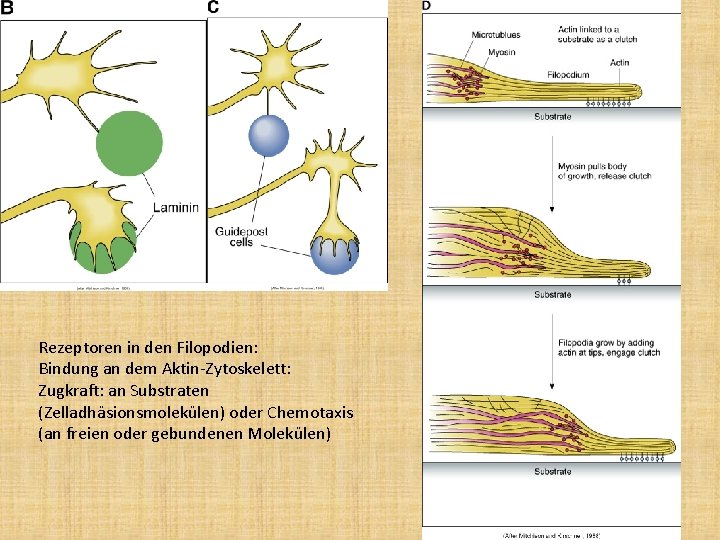 Rezeptoren in den Filopodien: Bindung an dem Aktin-Zytoskelett: Zugkraft: an Substraten (Zelladhäsionsmolekülen) oder Chemotaxis