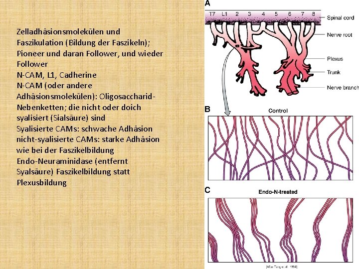Zelladhäsionsmolekülen und Faszikulation (Bildung der Faszikeln); Pioneer und daran Follower, und wieder Follower N-CAM,
