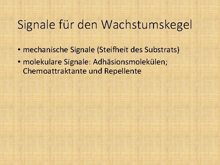 Signale für den Wachstumskegel • mechanische Signale (Steifheit des Substrats) • molekulare Signale: Adhäsionsmolekülen;