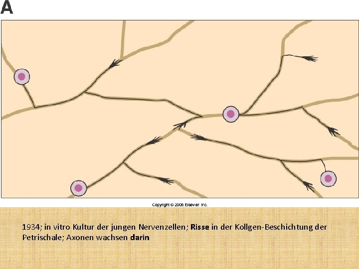 1934; in vitro Kultur der jungen Nervenzellen; Risse in der Kollgen-Beschichtung der Petrischale; Axonen