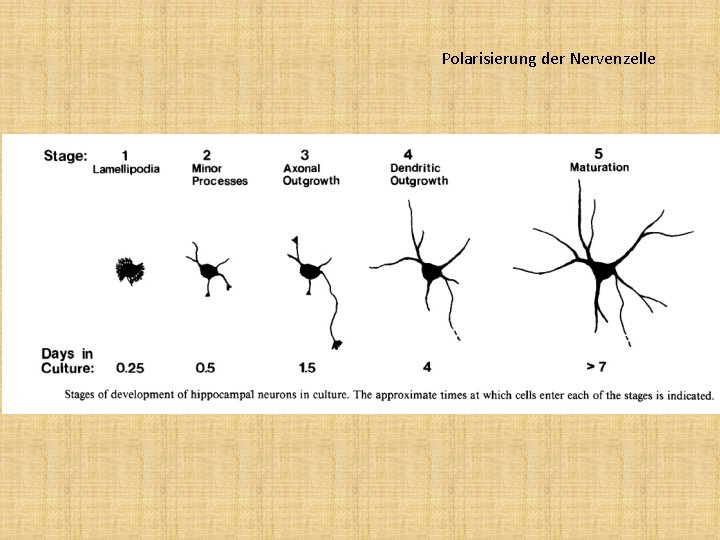 Polarisierung der Nervenzelle 