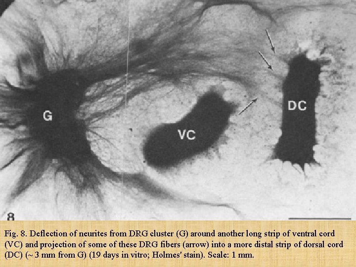 Fig. 8. Deflection of neurites from DRG cluster (G) around another long strip of