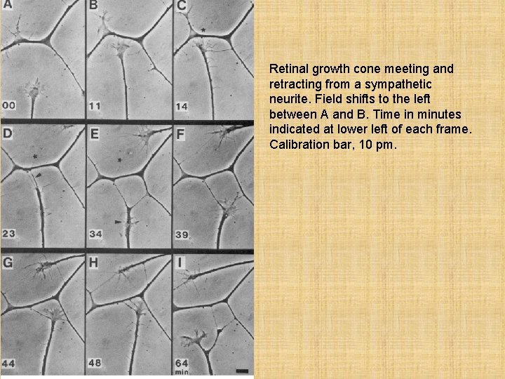 Retinal growth cone meeting and retracting from a sympathetic neurite. Field shifts to the