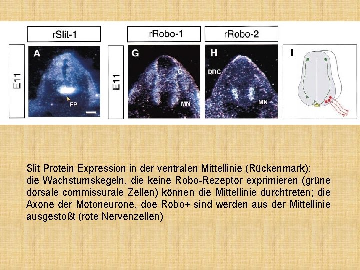 Slit Protein Expression in der ventralen Mittellinie (Rückenmark): die Wachstumskegeln, die keine Robo-Rezeptor exprimieren