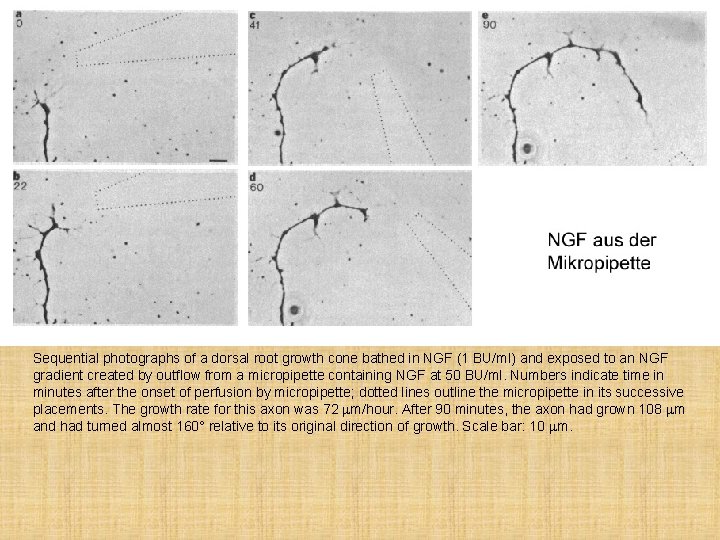 Sequential photographs of a dorsal root growth cone bathed in NGF (1 BU/ml) and