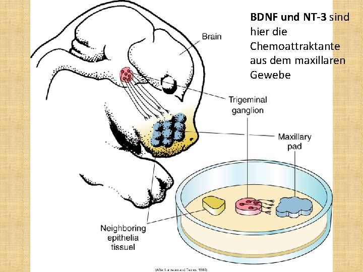 BDNF und NT-3 sind hier die Chemoattraktante aus dem maxillaren Gewebe 