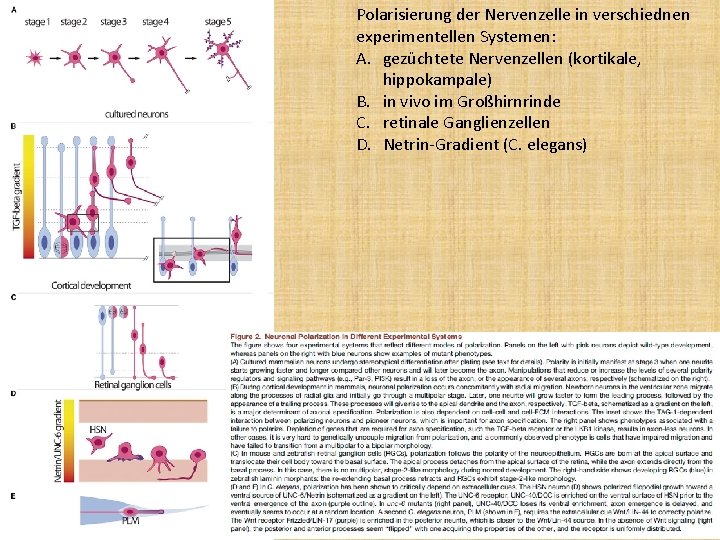 Polarisierung der Nervenzelle in verschiednen experimentellen Systemen: A. gezüchtete Nervenzellen (kortikale, hippokampale) B. in
