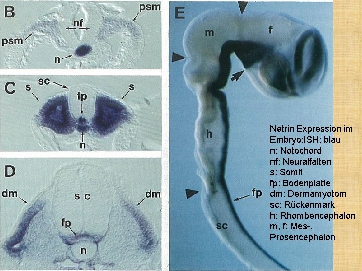 Netrin Expression im Embryo: ISH; blau n: Notochord nf: Neuralfalten s: Somit fp: Bodenplatte