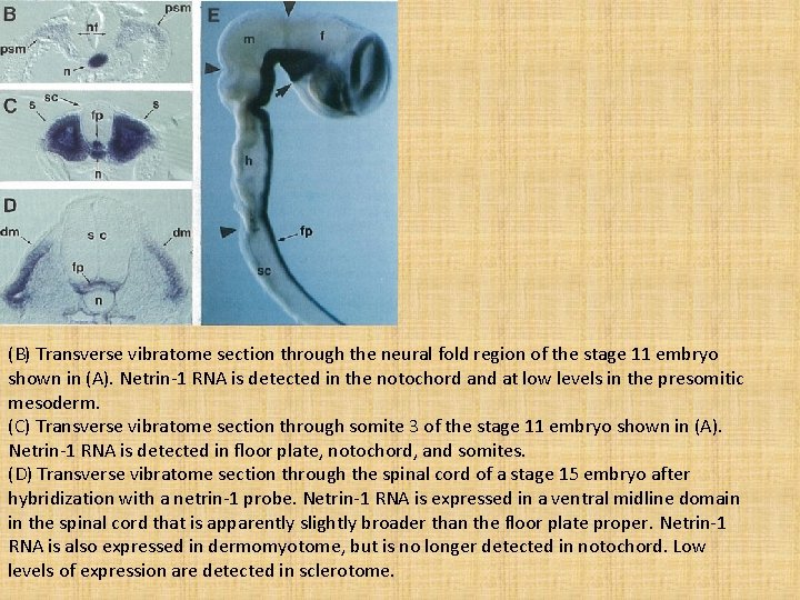 (B) Transverse vibratome section through the neural fold region of the stage 11 embryo