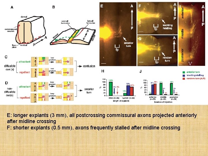 E: longer explants (3 mm), all postcrossing commissural axons projected anteriorly after midline crossing