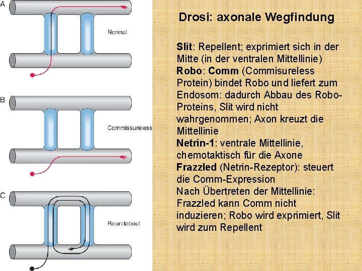 Drosi: axonale Wegfindung Slit: Repellent; exprimiert sich in der Mitte (in der ventralen Mittellinie)