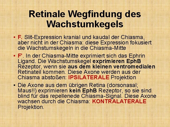 Retinale Wegfindung des Wachstumkegels • F. Slit-Expression kranial und kaudal der Chiasma, aber nicht