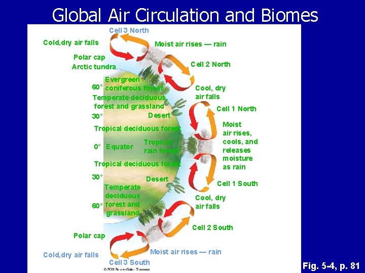 Global Air Circulation and Biomes Cell 3 North Cold, dry air falls Moist air