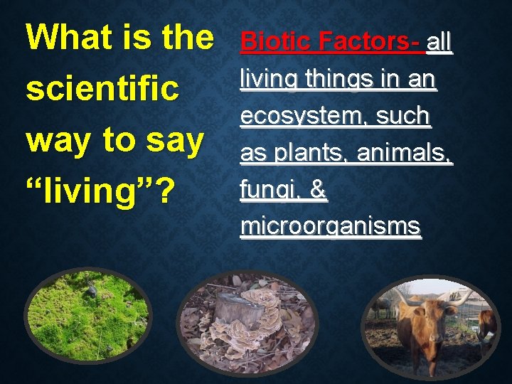 What is the scientific way to say “living”? Biotic Factors- all living things in What is the scientific way to say “living”? Biotic Factors- all living things in