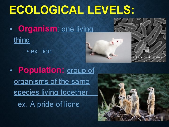 ECOLOGICAL LEVELS: • Organism: one living thing • ex. lion • Population: group of