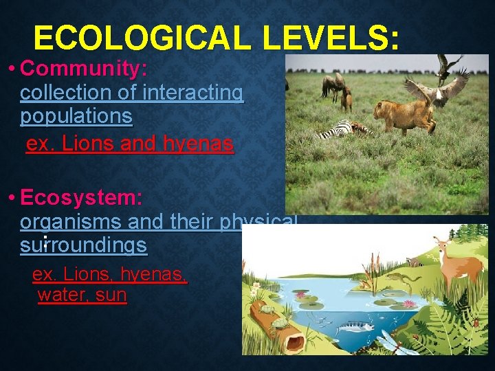 ECOLOGICAL LEVELS: • Community: collection of interacting populations ex. Lions and hyenas • Ecosystem: