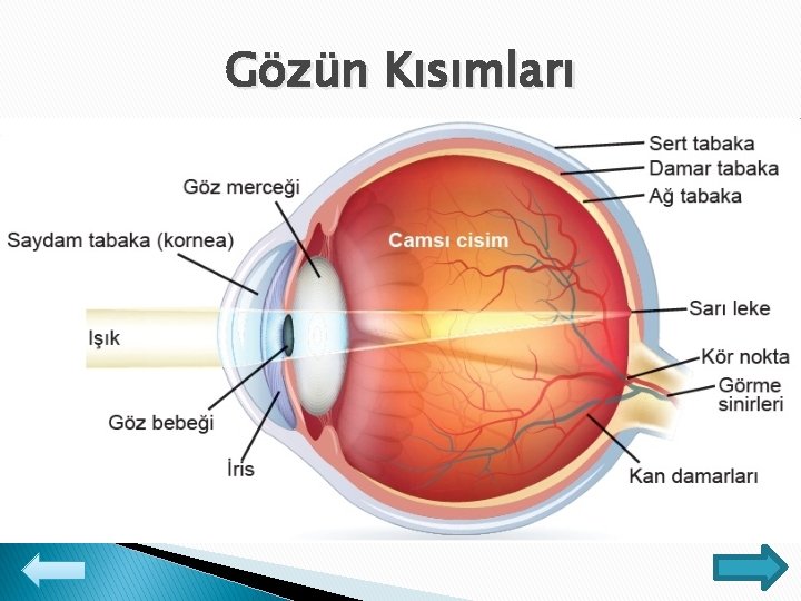 Gözün Kısımları 