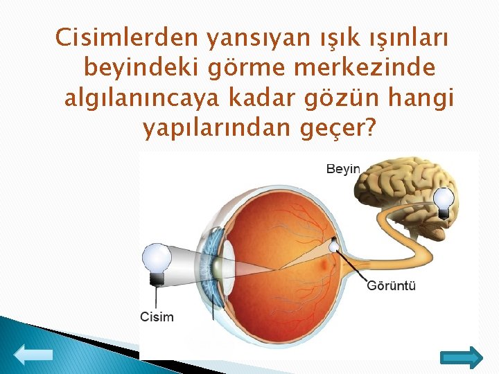 Cisimlerden yansıyan ışık ışınları beyindeki görme merkezinde algılanıncaya kadar gözün hangi yapılarından geçer? 