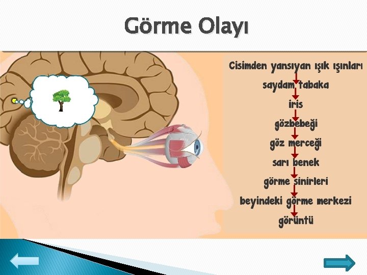 Görme Olayı 