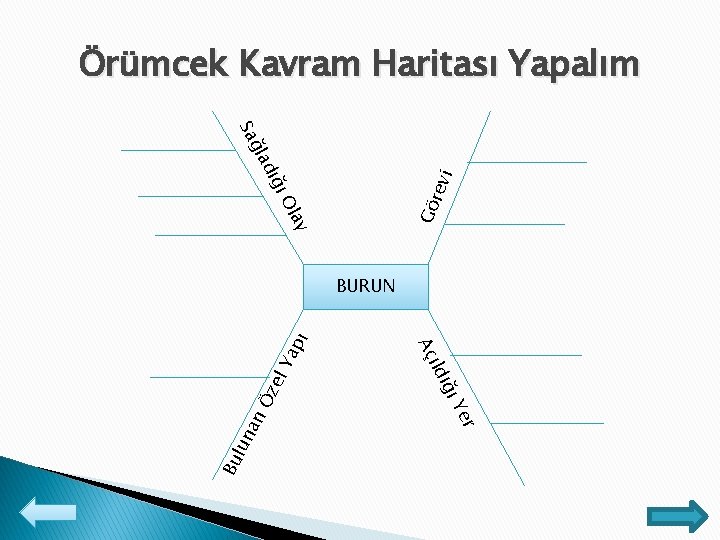 Örümcek Kavram Haritası Yapalım ay Gö Ol rev i ı dığ ğla Sa Ya