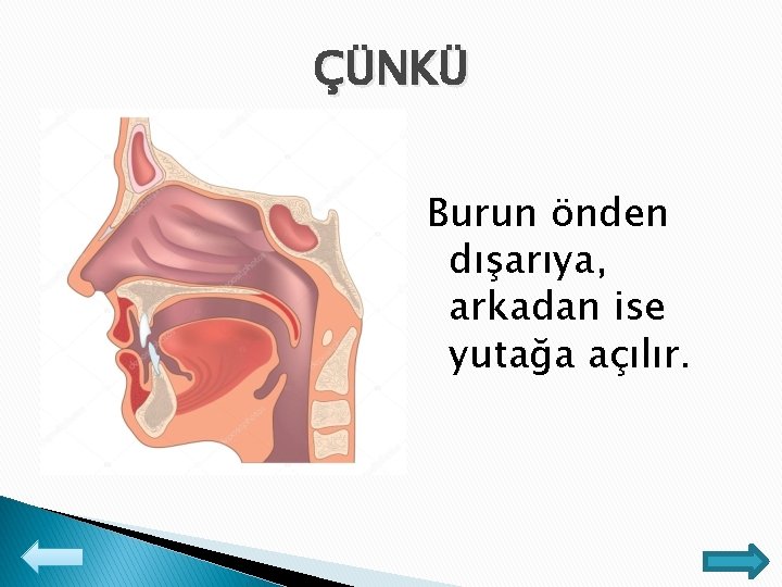 ÇÜNKÜ Burun önden dışarıya, arkadan ise yutağa açılır. 