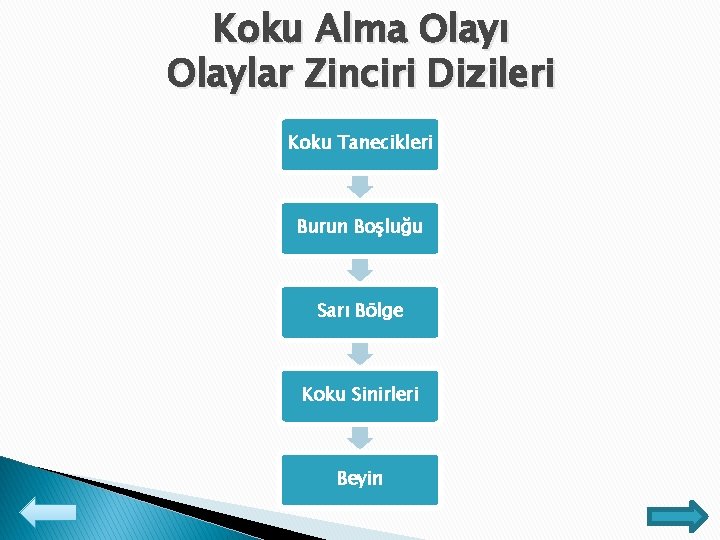 Koku Alma Olayı Olaylar Zinciri Dizileri Koku Tanecikleri Burun Boşluğu Sarı Bölge Koku Sinirleri