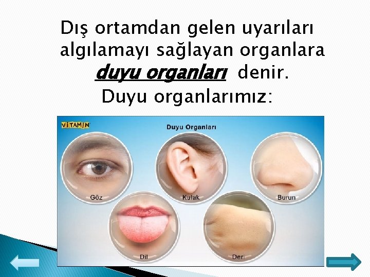 Dış ortamdan gelen uyarıları algılamayı sağlayan organlara duyu organları denir. Duyu organlarımız: 