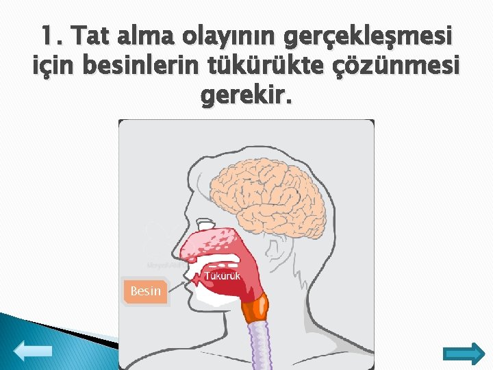 1. Tat alma olayının gerçekleşmesi için besinlerin tükürükte çözünmesi gerekir. Besin 