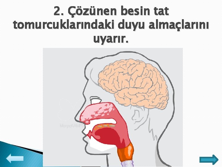 2. Çözünen besin tat tomurcuklarındaki duyu almaçlarını uyarır. 